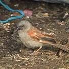 Moineau perroquet