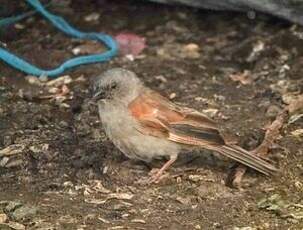 Moineau perroquet