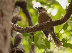 Southern Shrikebill