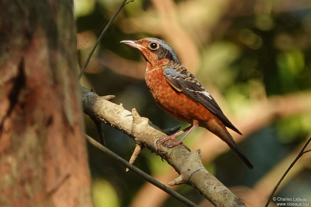 White-throated Rock Thrush male