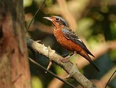 White-throated Rock Thrush