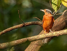 White-throated Rock Thrush