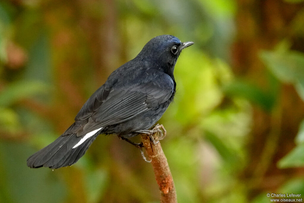 White-tailed Robin male adult