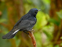 White-tailed Robin