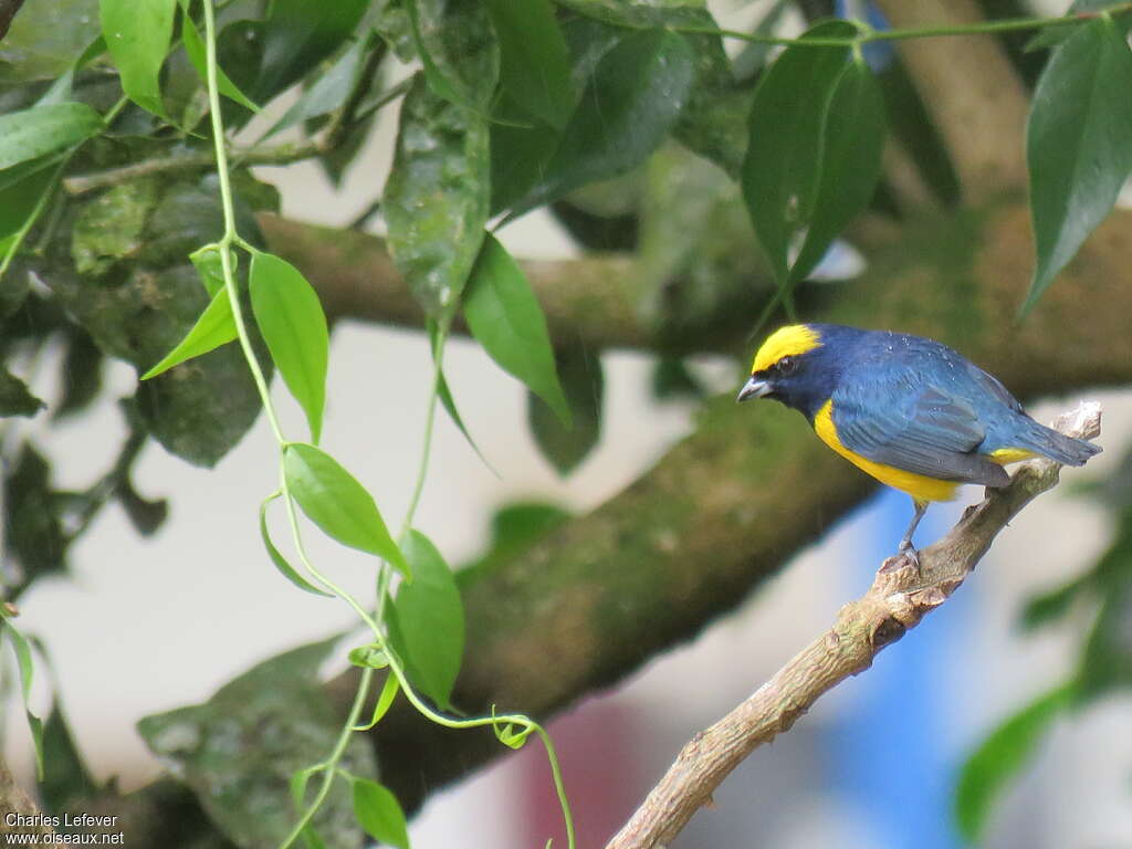 Yellow-crowned Euphonia male adult