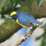 Yellow-crowned Euphonia