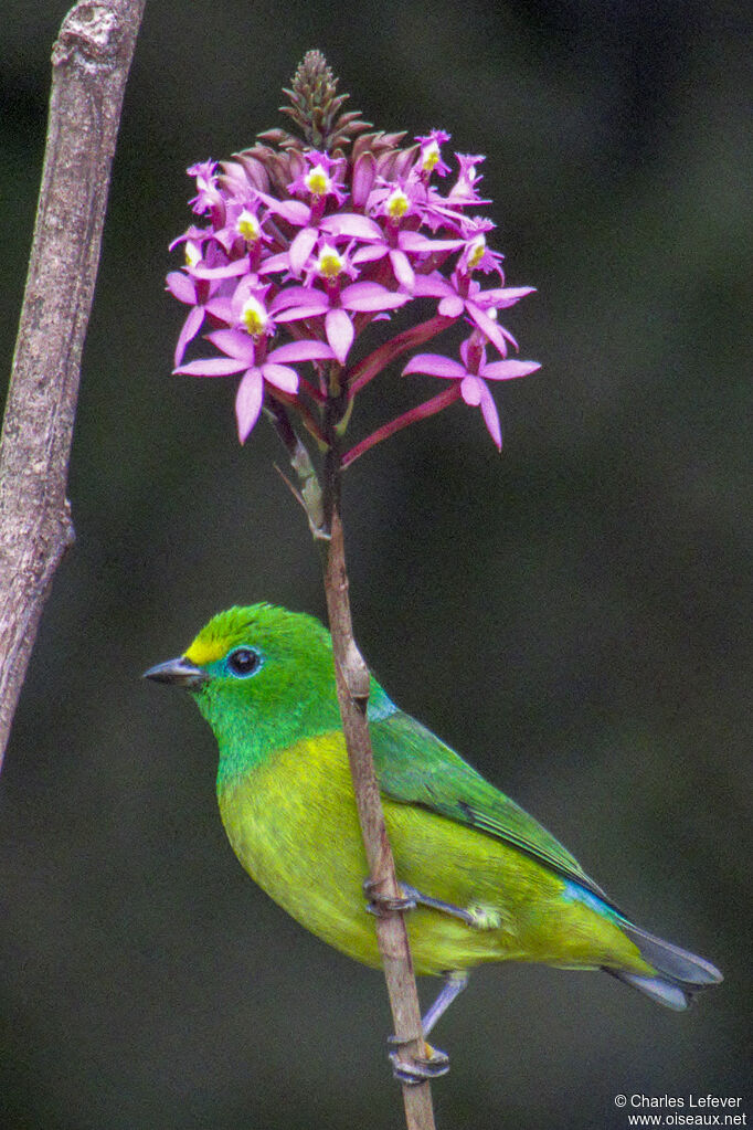 Blue-naped Chlorophonia female adult