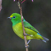 Blue-naped Chlorophonia