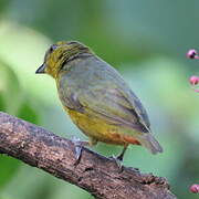 Olive-backed Euphonia