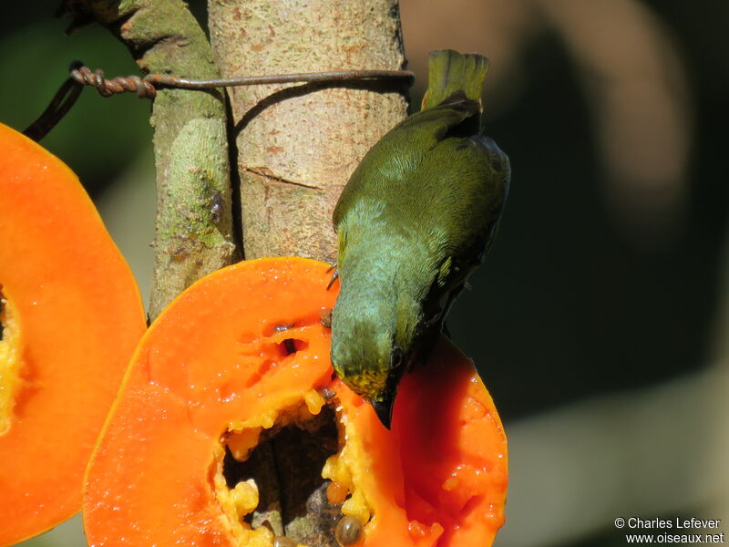 Olive-backed Euphonia male adult, eats