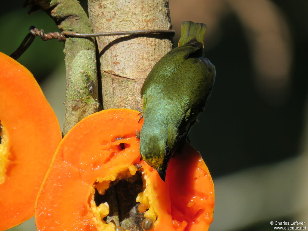 Olive-backed Euphonia male adult, eats