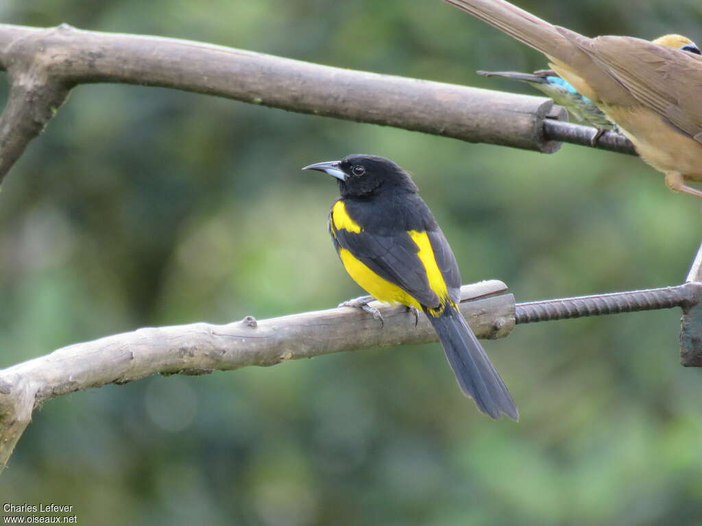 Oriole monacal mâle adulte, pigmentation