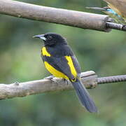 Black-cowled Oriole