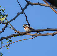 Black-throated Bushtit