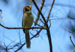 Spot-breasted Parrotbill