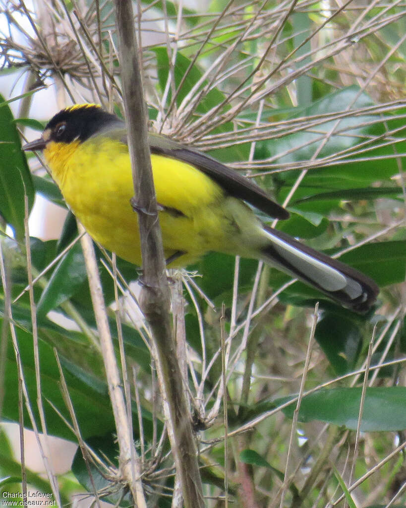 Yellow-crowned Whitestart male adult, identification