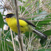 Paruline à cimier jaune