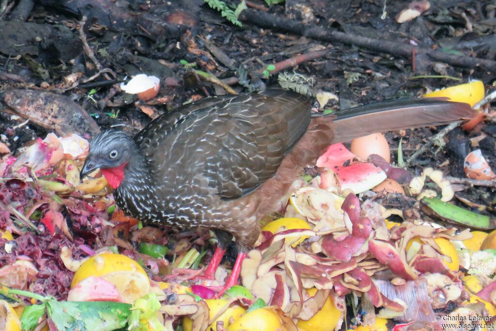 Band-tailed Guan, eats