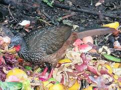 Band-tailed Guan