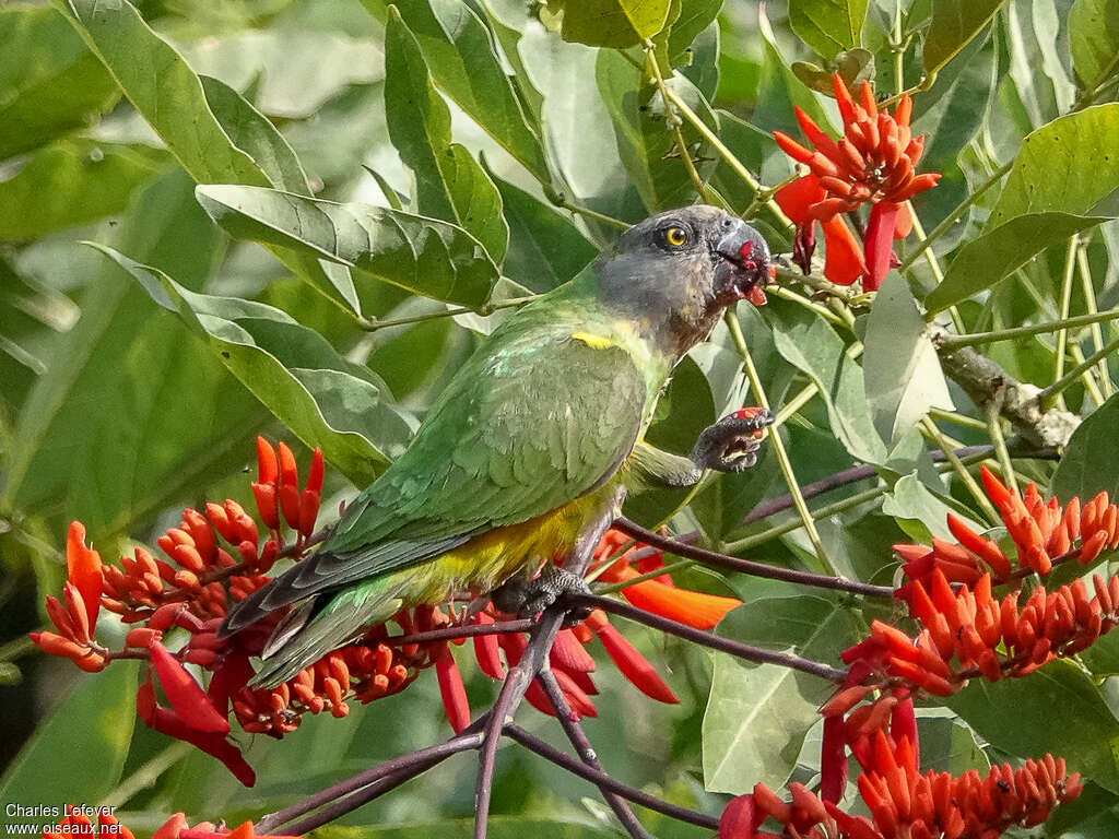 Senegal Parrotadult, feeding habits, eats