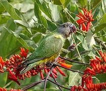 Senegal Parrot