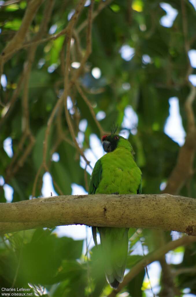 Ouvea Parakeetadult, identification