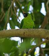 Ouvea Parakeet