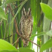 Pacific Screech Owl