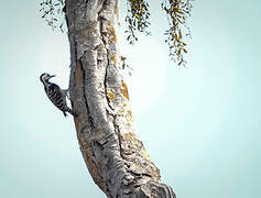 Freckle-breasted Woodpecker