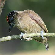 Olivaceous Piculet