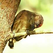 Olivaceous Piculet