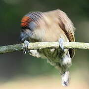 Olivaceous Piculet