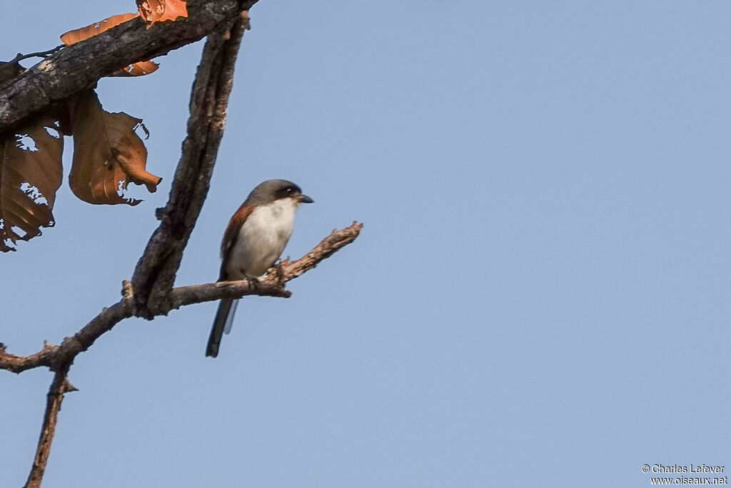 Burmese Shrike male