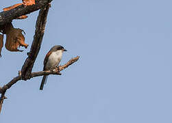 Burmese Shrike