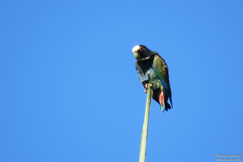 White-crowned Parrot