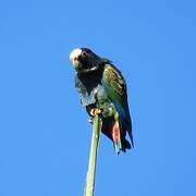 White-crowned Parrot