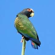 White-crowned Parrot