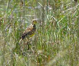 Pipit de Sharpe