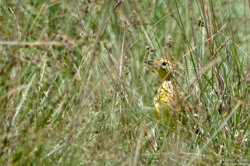 Pipit de Sharpe