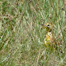 Pipit de Sharpe