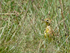 Pipit de Sharpe