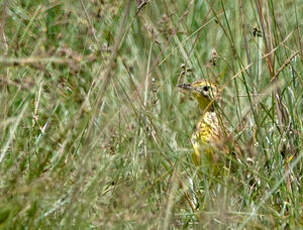 Pipit de Sharpe