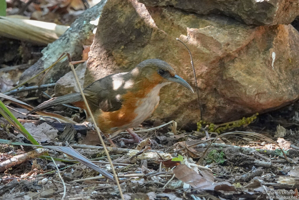 Rusty-cheeked Scimitar Babbleradult