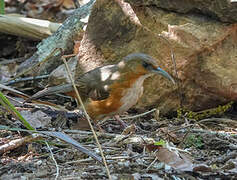 Rusty-cheeked Scimitar Babbler