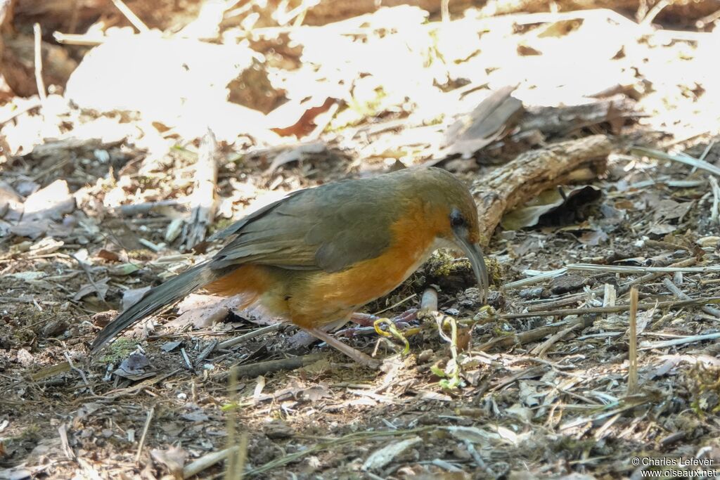 Rusty-cheeked Scimitar Babbler