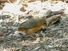 Rusty-cheeked Scimitar Babbler