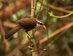 White-browed Scimitar Babbler