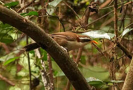 White-browed Scimitar Babbler