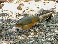 Red-eyed Scimitar Babbler