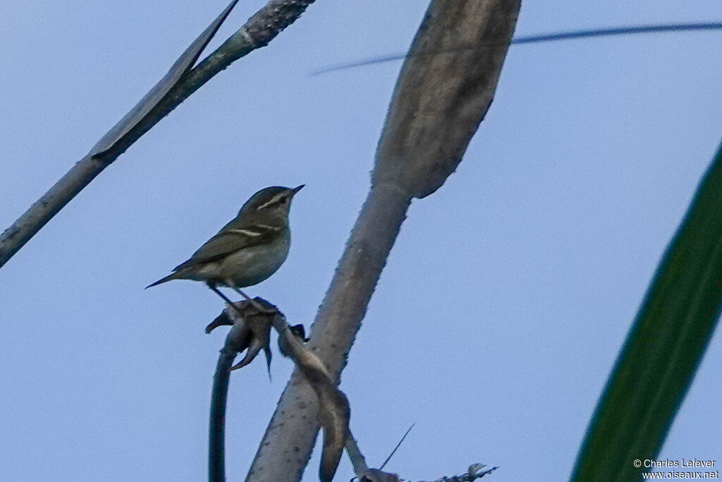 Ashy-throated Warbleradult